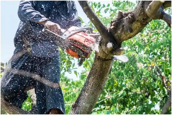 tree services Danville